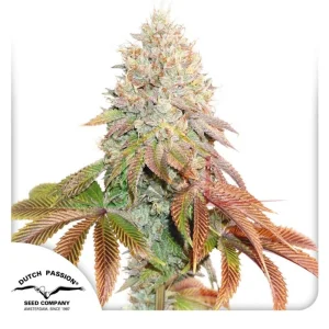 AUTO BANANA BLAZE