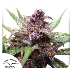 AUTO BLACKBERRY KUSH