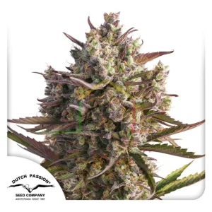 AUTO BLUEBERRY