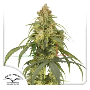 AUTO CBD VICTORY