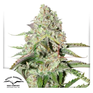 AUTO COLORADO COOKIES