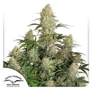 AUTO CRITICAL ORANGE PUNCH