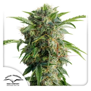 AUTO DAIQUIRI LIME