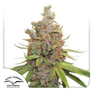 AUTO GLUEBERRY OG