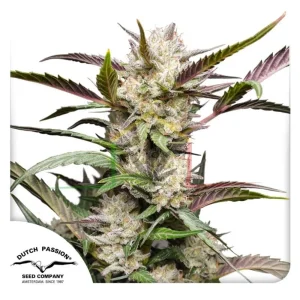 AUTO MIMOSA PUNCH