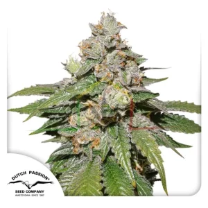 AUTO MOKUM’S TULIP