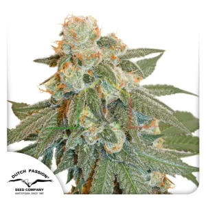 AUTO ORANGE BUD