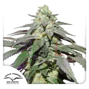 AUTO SKYWALKER HAZE