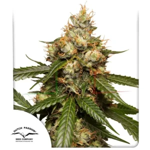 AUTO THC – VICTORY