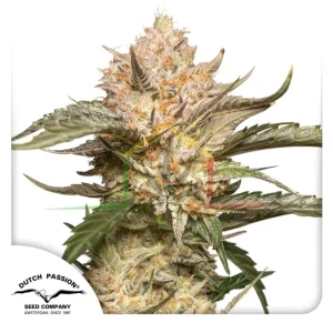 AUTO TRICHOME & CREAM