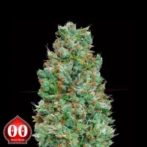 AUTO BLUEBERRY