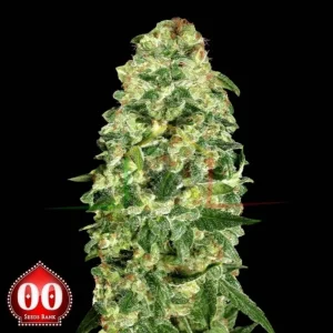 AUTO CALIFORNIA KUSH