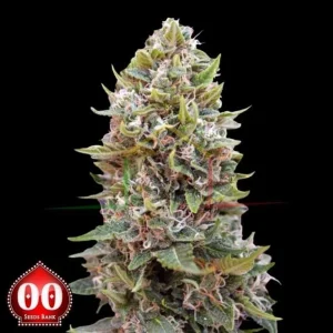AUTO CHEESE BERRY