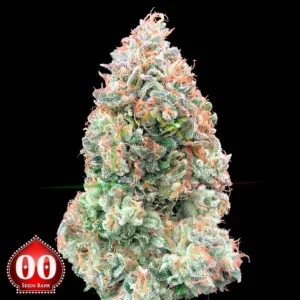 AUTO CHOCOLATE SKUNK XXL