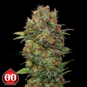 AUTO CHOCOLATE KUSH