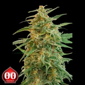 AUTO GORILLA