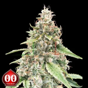 AUTO LEMON OG