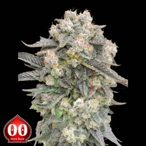 AUTO MIMOSA