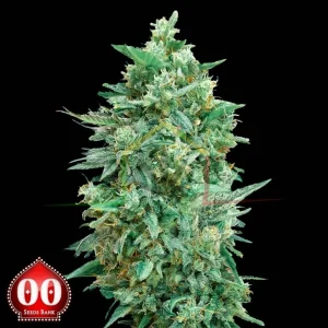 AUTO NORTHERN LIGHTS XXL