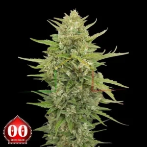 AUTO SUPER SKUNK