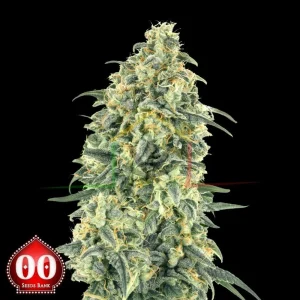 AUTO WHITE WIDOW XXL