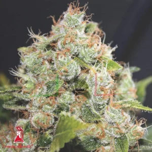BCN SOUR DIESEL