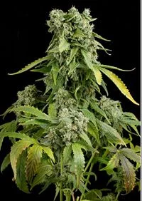 BLUE CHEESE AUTO