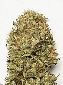 BLUE DREAM AUTO