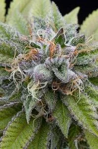 BUBBA KUSH
