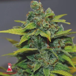 BANANA ZKITTLEZ