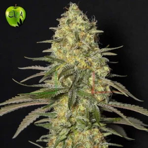 BLACK DREAM