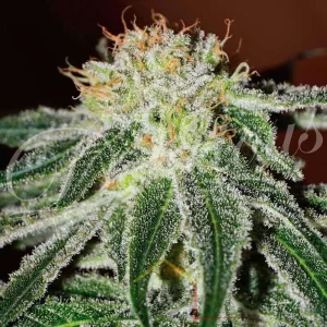 BLACK RUSSIAN
