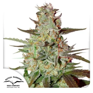 BLUE AUTO MAZAR