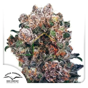 BLUEBERRY