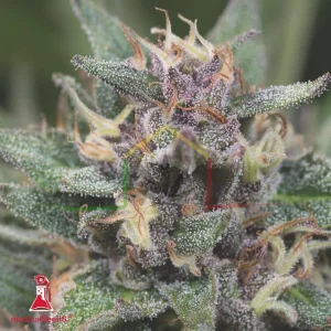 BLUEHELL AUTO