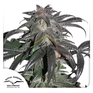 BUBBA ISLAND KUSH