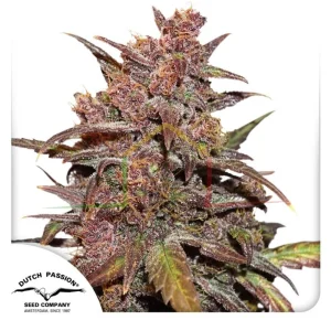 CBD AUTO BLACKBERRY KUSH