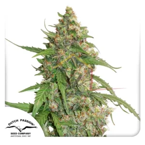 CBD AUTO COMPASSION LIME