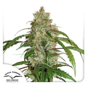 CBD AUTO WHITE WIDOW