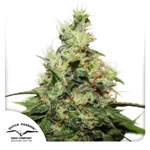 CBD KUSH