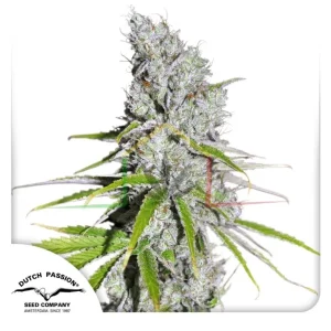 CBD SKUNK HAZE