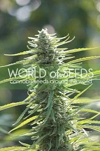 COLOMBIAN GOLD