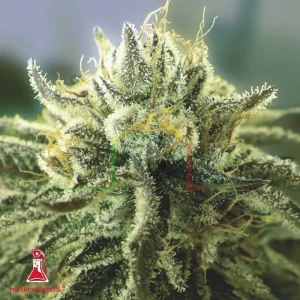 CANADIAN KUSH 2.0