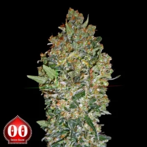 CHEESE BERRY