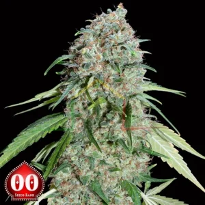 CHOCOLATE SKUNK CBD