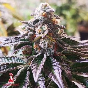 COOKIES PURPLE PUNCH