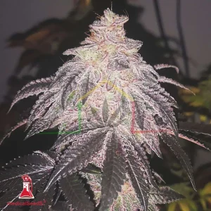 COOKIES SHERBERT AUTO
