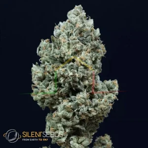 CRITICAL+ 2.0 AUTO