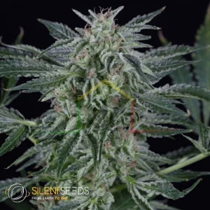 CRITICAL JACK AUTO