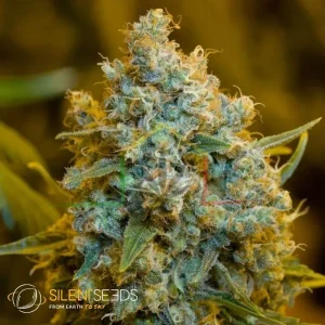 CRITICAL JACK